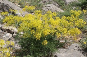 إعادة اكتشاف النبات المعجزة بعد 2000 سنة من انقراضه