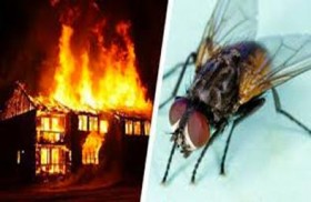 حاول طرد ذبابة فدمر منزله