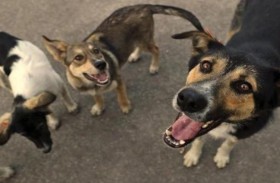 كلاب تنهش صبياً