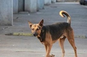 «ماء مغلي» على كلب 