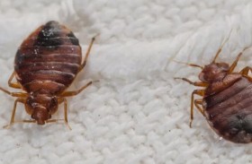 تقتل طفلة بمادة للتخلص من البق