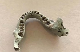 تعثر على عظام بشرية أثناء البحث عن الأصداف