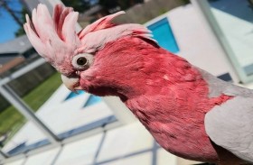 الببغاء تشارلي حراً بعد احتجازه ثلاثة أشهر