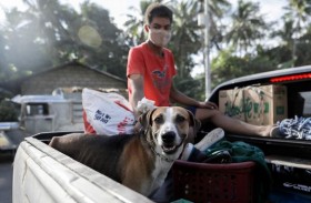 يستعيدون حيواناتهم مع انحسار البركان