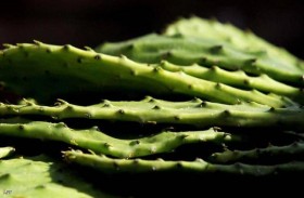 قطعتان بـ300 ألف جنيه.. صبّار نادر في مزرعة