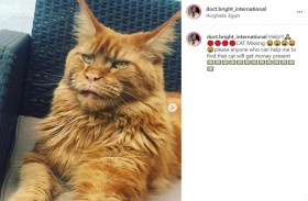 5 آلاف جنيه مكافأة العثور على قط