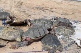 نفوق سلاحف ودلافين قبالة سواحل غواتيمالا 