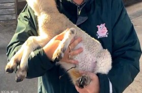 ولادة نادرة لحمل بخمسة قوائم