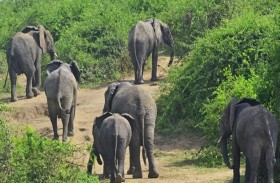 فيل يقتل باحثا بأبشع طريقة