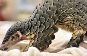 الكلاب الضالة تلاحق آكل النمل الحرشفي 