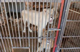 حتى الأسود لم تعد أسودا في لبنان