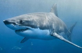 اختبار يثبت «تعاطي» أسماك قرش للكوكايين