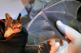 صاحب الجناح العملاق يظهر مجددا