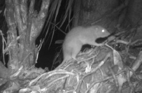 أول صورة لفأر ضخم طوله 50 سم