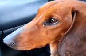 كلب يذرف الدموع بعد إنقاذه