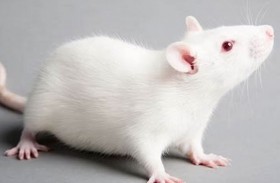 براءة معيد بكلية الطب من تهمة قتل فئران زميلته