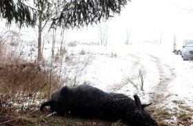 إغلاق حديقتي حيوان في برلين بسبب الحمى القلاعية