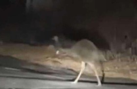 طائر عملاق يهرب من محبسه ويثير ضجة