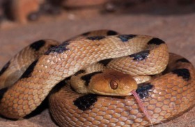 أفعى سامة تحت عربة رضيع في أستراليا