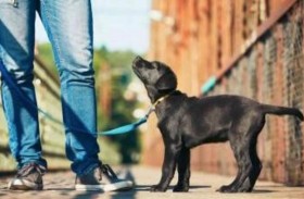 سر قطع آذان وذيول الكلاب في إيطاليا