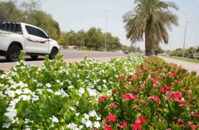 بلدية مدينة أبوظبي تنجز زراعة أكثر من 5 ملايين زهرة وتواصل نشر لوحات الجمال في أبوظبي وضواحيها