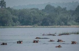 البركة جفت.. وأفراس النهر في خطر داهم
