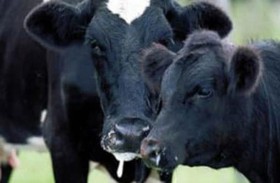 مرض الحمى القلاعية يخيم على إندونيسيا