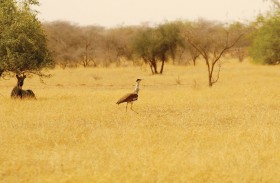 تعاون بين أبوظبي والهند لإنقاذ طائري الحبارى الهندي الكبير والفلوركان الأصغر 