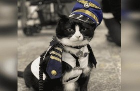 مطار يوظف قطّاً لتهدئة المسافرين