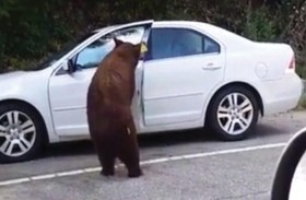 دب يحاول اقتحام سيارة تعطلت بركابها