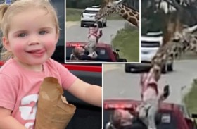 زرافة تلتقط طفلة من سيارة رحلة سفاري 