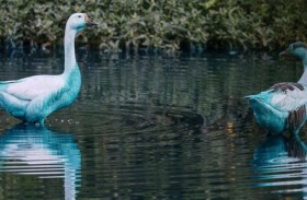 «بط أزرق» في بحيرة برازيلية.. ما القصة؟ 