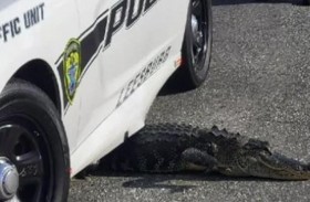 التمساح في قبضة الشرطة.. بالصدفة