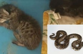 معلمة تطعم قطة حيّة لثعبان أمام طلابها! 
