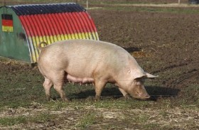 خنزير يقتل ويلتهم الرجل الذي رباه