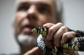 ضحايا لسعات الأفاعي في فنزويلا يعانون الجهل