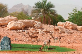 حديقة الحيوانات بالعين تتواصل مع زوارها بحملة «خلك في البيت» عبر منصاتها الاجتماعية