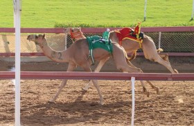 تواصل منافسات الهجن بميدان الذيد