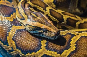 امرأة في جوف ثعبان