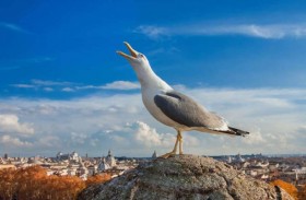 نوارس تحبط اقتحام لص لمنزل