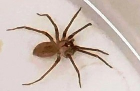 أخطر العناكب على الإطلاق قد تنقذ صحتك